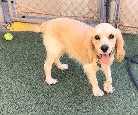 Cocker Spaniel Dogs for adoption in Tempe, AZ, USA