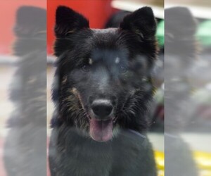 Border Collie-Huskies  Mix Dogs for adoption in Monticello, IA, USA