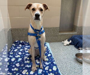 Labrador Retriever-Unknown Mix Dogs for adoption in Boston, MA, USA
