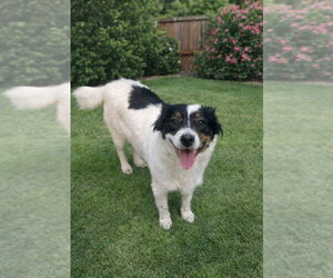 Australian Shepherd-Unknown Mix Dogs for adoption in San Diego, CA, USA