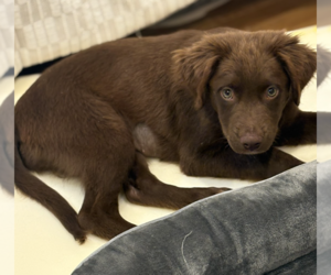 Labrador Retriever-Unknown Mix Dogs for adoption in Brooklyn, NY, USA