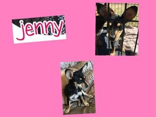 Doxie-Pin Dogs for adoption in plano, TX, USA