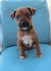 Bogle Dogs for adoption in Matthews, NC, USA