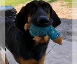 Black and Tan Coonhound Dogs for adoption in Gainesville, FL, USA