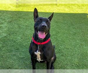 American Pit Bull Terrier Dogs for adoption in Orange, CA, USA
