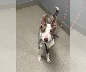Siberian Husky-Unknown Mix Dogs for adoption in Las Vegas, NV, USA