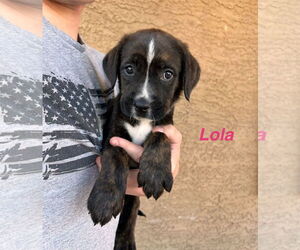 Mutt Dogs for adoption in Goodyear, AZ, USA