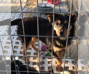 Mutt Dogs for adoption in Carson City, NV, USA