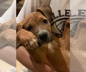 Bullmasador Dogs for adoption in Goodyear, AZ, USA
