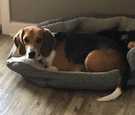 Beagle Dogs for adoption in Sunset, LA, USA
