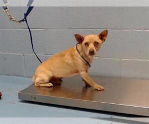 Chihuahua-Unknown Mix Dogs for adoption in Moreno Valley, CA, USA