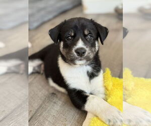 Labrador Retriever-Unknown Mix Dogs for adoption in San Diego, CA, USA