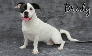 Bogle Dogs for adoption in Houston, MO, USA