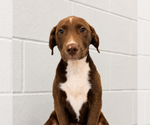Labrador Retriever-Unknown Mix Dogs for adoption in Sterling, MA, USA
