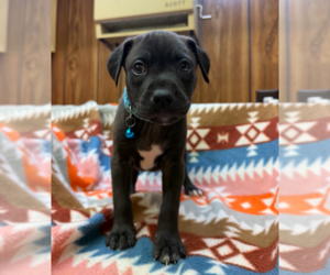 Boxer-Unknown Mix Dogs for adoption in Holly Springs, NC, USA