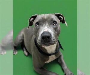 Mutt Dogs for adoption in Redlands, CA, USA