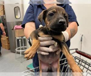 Doberman Pinscher-Unknown Mix Dogs for adoption in Tulsa, OK, USA