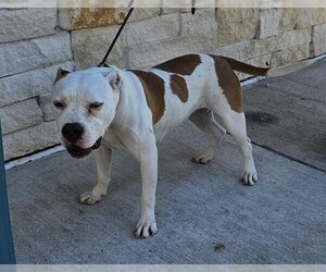 Staffordshire Bull Terrier Dogs for adoption in Pasadena, TX, USA