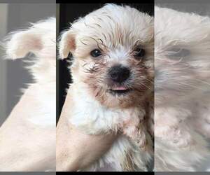 Medium Photo #1 Maltipoo Puppy For Sale in Redding, CA, USA