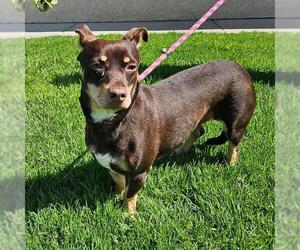 Chiweenie Dogs for adoption in Camarillo, CA, USA