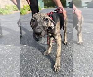 Mutt Dogs for adoption in Sterling, MA, USA