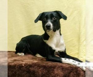 Rat Terrier Dogs for adoption in Lake City, MI, USA