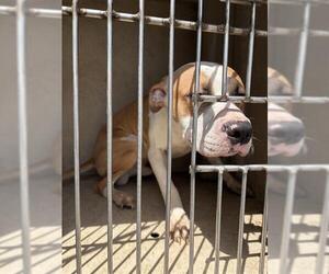 American Pit Bull Terrier-Unknown Mix Dogs for adoption in Oklahoma City, OK, USA