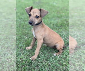 Dachshund-Unknown Mix Dogs for adoption in PIPE CREEK, TX, USA