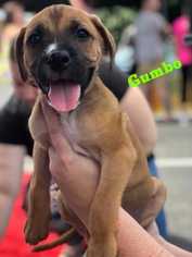 Boxer Dogs for adoption in Wenonah, NJ, USA