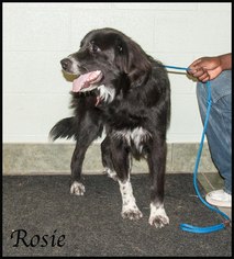Border Collie Dogs for adoption in Ada, OK, USA