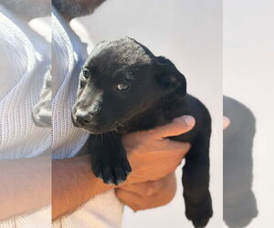 Mutt Dogs for adoption in San Diego, CA, USA