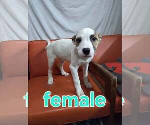 Mutt Dogs for adoption in Martinsburg, WV, USA