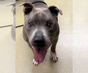 American Pit Bull Terrier Dogs for adoption in Petaluma, CA, USA