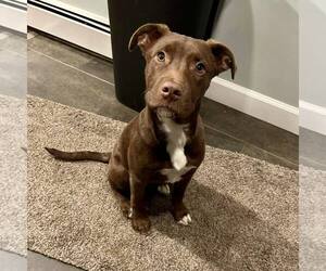 Retriever -Unknown Mix Dogs for adoption in New Oxford , PA, USA
