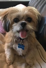 Shiffon Dogs for adoption in Portland, OR, USA