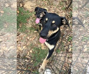 Doberman Pinscher-Unknown Mix Dogs for adoption in Cedar Creek, TX, USA