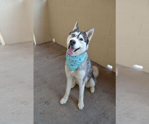 Huskies -Unknown Mix Dogs for adoption in McKinney, TX, USA