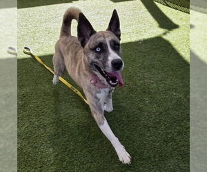 American Pit Bull Terrier-Siberian Husky Mix Dogs for adoption in Las Vegas, NV, USA
