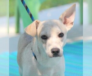 Chi-Corgi Dogs for adoption in Yardley, PA, USA