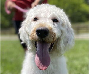 Labradoodle Dogs for adoption in Pacolet, SC, USA