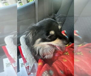 Chihuahua-Unknown Mix Dogs for adoption in Evansville, IN, USA