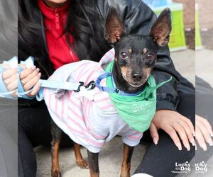 Miniature Pinscher-Unknown Mix Dogs for adoption in Washington, DC, USA