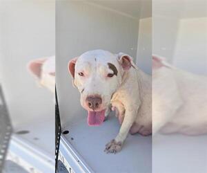 American Pit Bull Terrier Dogs for adoption in Houston, TX, USA