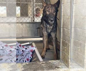 German Shepherd Dog Dogs for adoption in Stockton, CA, USA