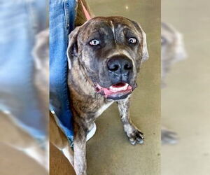 Mutt Dogs for adoption in Pampa, TX, USA