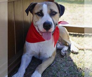 American Staffordshire Terrier-Unknown Mix Dogs for adoption in San Antonio, TX, USA