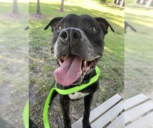 Labrador Retriever-Unknown Mix Dogs for adoption in Fort Lauderdale, FL, USA