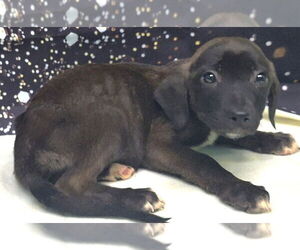 American Pit Bull Terrier-Unknown Mix Dogs for adoption in Wetumpka, AL, USA
