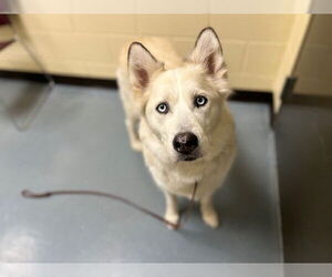 Siberian Husky Dogs for adoption in Denver, CO, USA