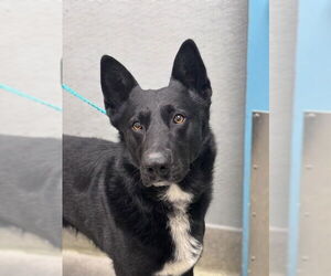 German Shepherd Dog-Unknown Mix Dogs for adoption in Las Vegas, NV, USA